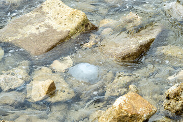 A jellyfish in clear water with rocks and waves