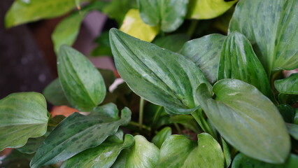 With its attractive oval leaves and subtle green variegation, Drimiopsis maculata is a popular choice for indoor gardens and plant collections.