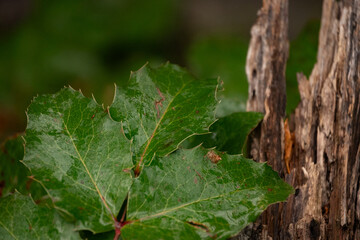 close up of a leaf