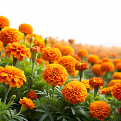 beautiful bright orange merigold flowers field isolated on white