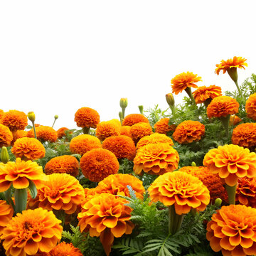 beautiful bright orange merigold flowers field isolated on white