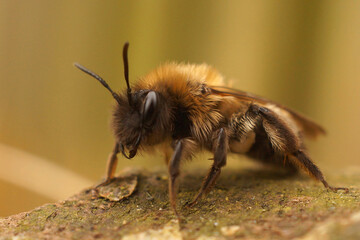 Closeup on a female Nycthemeral mining bee, Andrena nycthemera on a lichen covered piece of wood