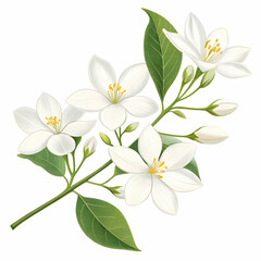 Fototapeta premium White jasmine flower branch watercolor illustration showcasing elegance and tranquility