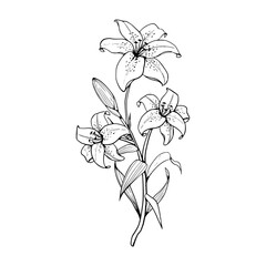Botanical beauty : a hand drawn bouquet