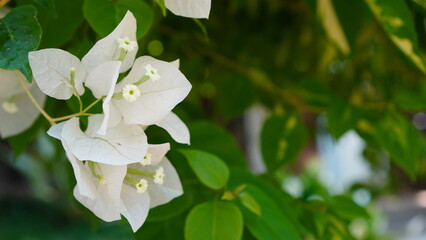 white bougainvillea flower bloom