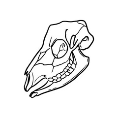 detailed line drawing of a animal skull