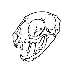 detailed line drawing of a animal skull