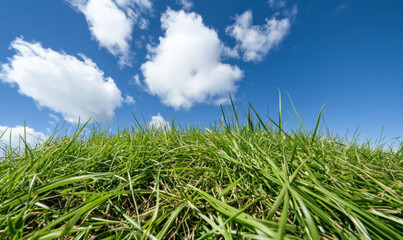 Lush green grass under bright blue sky with fluffy clouds