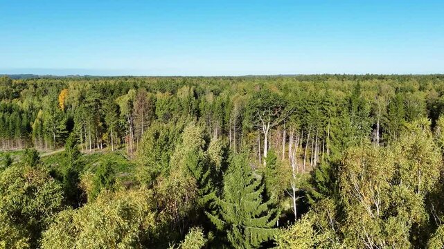 Drone capturing stunning aerial view of mixed forest and empty areas with clipped trees under clear blue sky in estonia, showcasing the rail baltica route project terrain preparation
