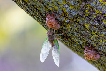 The dog-day cicada (Neotibicen canicularis). The final stage of the larval to adult insect...