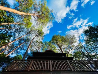 green view of tall trees with villa in the middle of the forest with a bright blue sky background