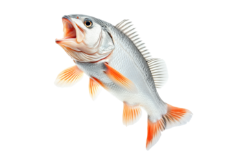 Golden Perch fish with open mouth, detailed fins and scales isolated on white transparent background. Concept of marine wildlife and fishing