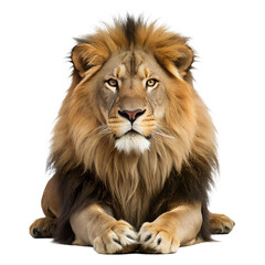 Fototapeta premium Majestic Lion Portrait on White Background. Perfect for: Wildlife themes, nature campaigns