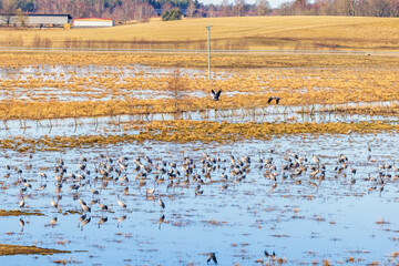 Flock of cranes resting on a flooded meadow in spring