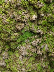 moss growing on damp walls