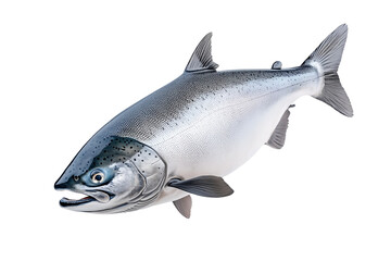 Silver salmon fish with fine details, textured scales and fins isolated on white transparent background. Concept of aquatic life