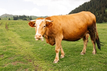 A light brown cow standing on a green meadow in a picturesque mountain landscape, with a forested hill and distant fields under a partly cloudy sky.