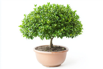 Ficus Benjamin in pot isolated on white background...