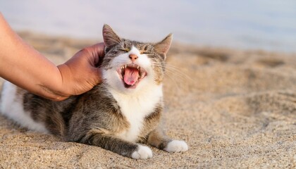 Hand pets a cat which appears to be yawning or sneezing on sand.