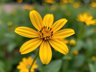 Vibrant Yellow Flower Close up Summer Bloom Nature Photography