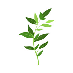 Fototapeta premium leaf illustration element