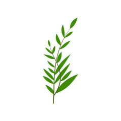 Obraz premium leaf illustration element