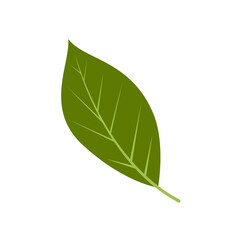 Obraz premium leaf illustration element