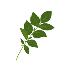 leaf illustration element