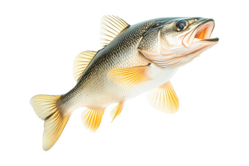 Freshwater Walleye fish with vivid golden fins and detailed scales isolated on white transparent background.