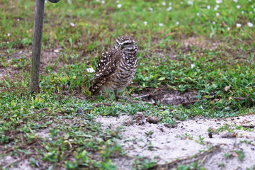  burrowing owl near  burrowing cove