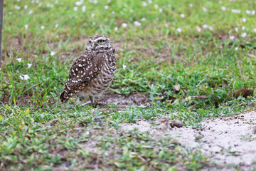  burrowing owl look a left