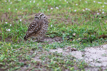  burrowing owl look at you