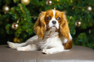 Cavalier King Charles Spaniel in front of a Christmas tree