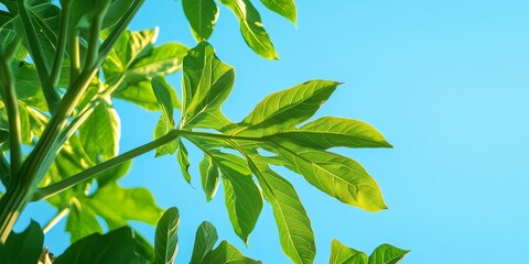 Papaya stems and leaves displayed sideways against the vibrant blue sky, highlighting the beauty of papaya foliage in the morning sunlight. Papaya imagery captures the essence of nature.