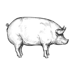 Pig sketch isolated on white background. Vintage farm animal vector illustration.	