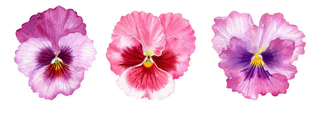 Watercolor set of realistic botanical illustration of pansy flower. Spring red, blue, violet and purple viola