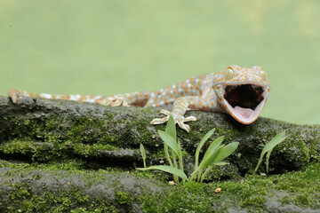 A tokay gecko is basking on moss-covered ground. This reptile has the scientific name Gekko gecko.