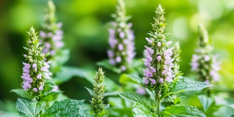 Motherwort plant showcasing its vibrant blooms during summer, commonly utilized in herbal medicine. This herbal medicine benefits from the properties of the motherwort plant, enhancing natural