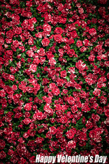 Obraz premium Happy Valentine's Day Flower Card