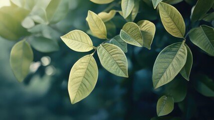 Lush Green Leaves with Soft Sunlight Creating a Warm and Serene Atmosphere in Nature's Canopy