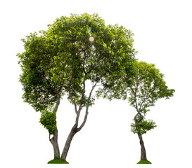 Green trees isolated on transparent background with clipping path and alpha channel.