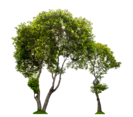 Green trees isolated on transparent background with clipping path and alpha channel.