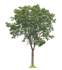 Fototapeta premium Green tree isolated on transparent background with clipping path and alpha channel.