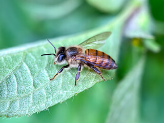Naklejka premium Close up of honey bees in green leaves