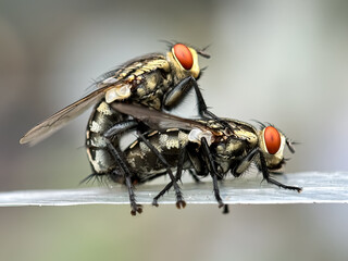 Close up of mating flies,mating flesh flies, flesh flies (Sarcophagidae)