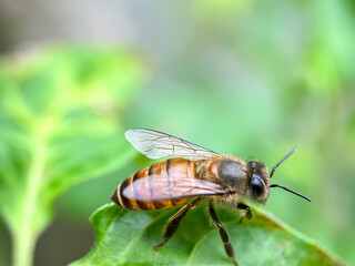 Close up of honey bees in green leaves