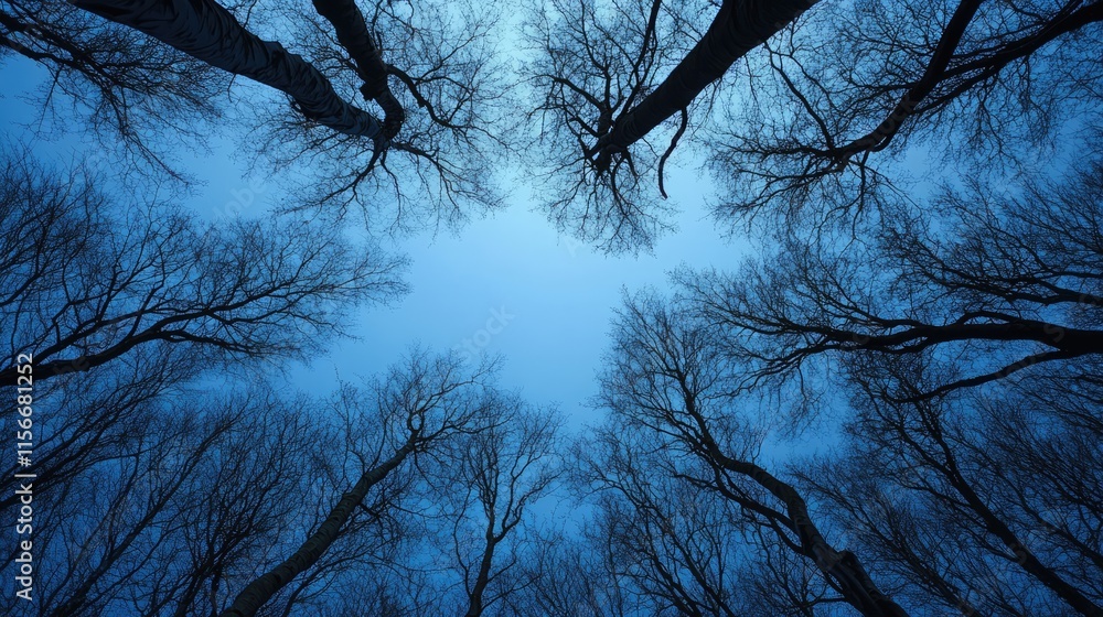Poster forest canopy view at twilight showcasing silhouettes of barren trees against a deep blue sky in a s