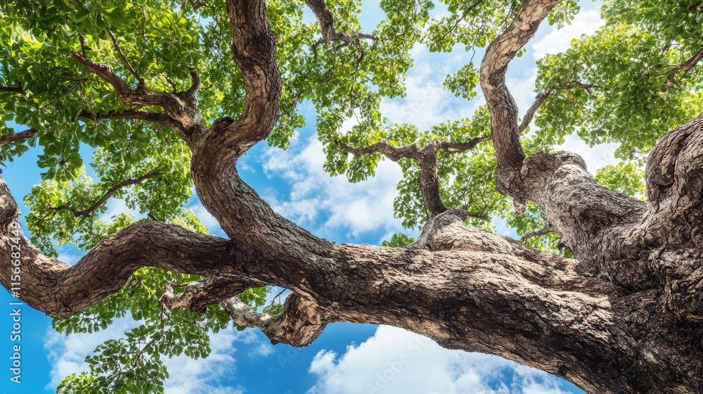 Poster majestic tree branches reaching towards a vibrant blue sky with fluffy clouds creating a serene natu