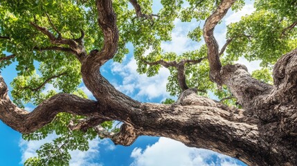 Fototapeta premium Majestic tree branches reaching towards a vibrant blue sky with fluffy clouds creating a serene natural landscape background.