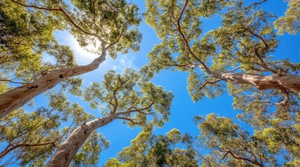 Obraz premium Majestic trees showcasing intricate branch structures against a vibrant blue sky in a serene natural setting.